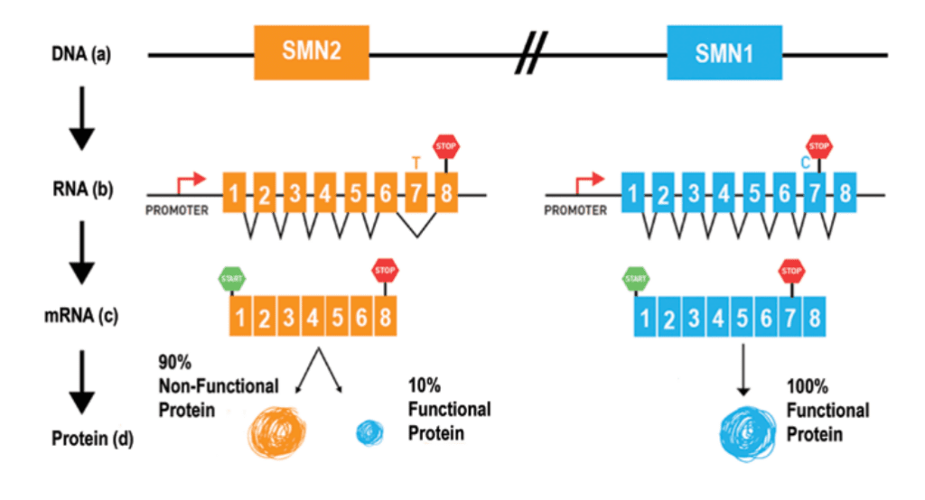 This figure appeared in the Cure SMA Care Series Booklet, “Genetics of SMA,” for which it was modified and provided courtesy of Louise Simard, PhD, University of Manitoba.