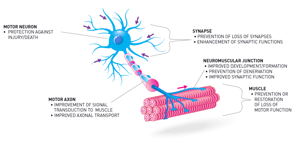 Motor Neuron