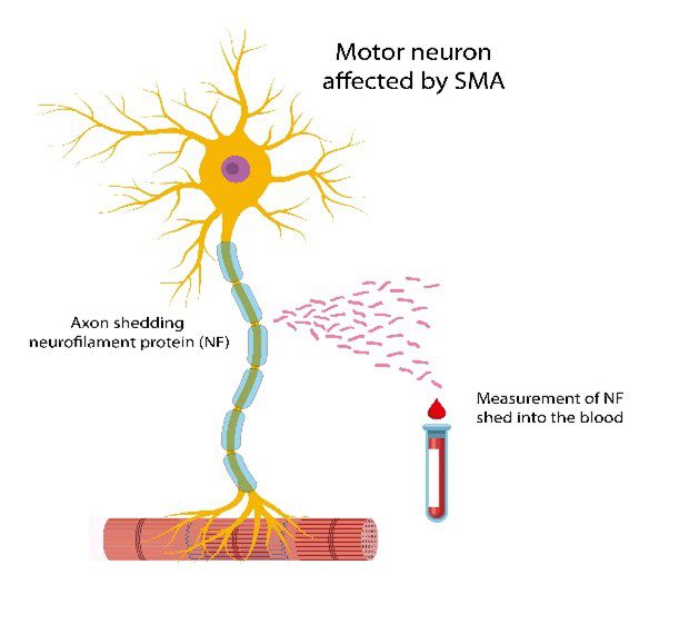 Biomarker Graphic 1